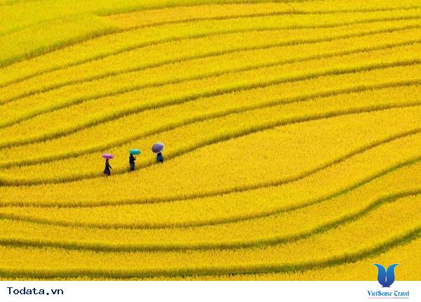 mù cang chải mùa lúa chín